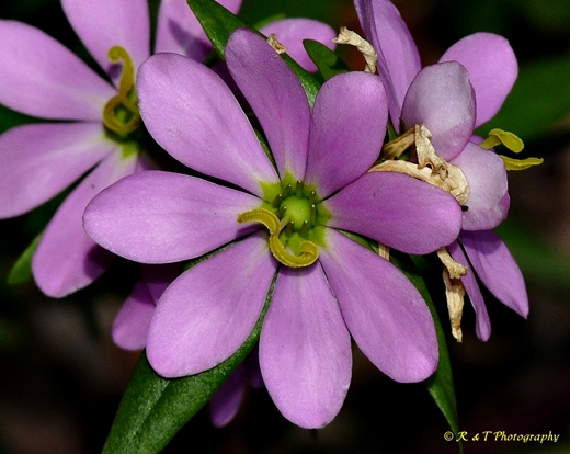 {Sabatia capitata}